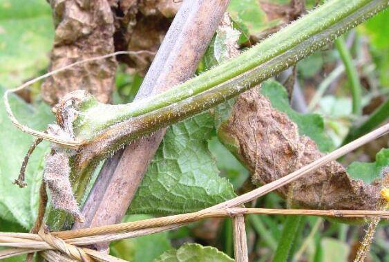 黄瓜得了蔓枯病怎么办,这几种防治方法看一看_蔬菜种植