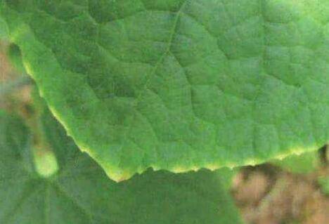 黄瓜泡泡病的症状,黄瓜泡泡病的防治方法_蔬菜种植