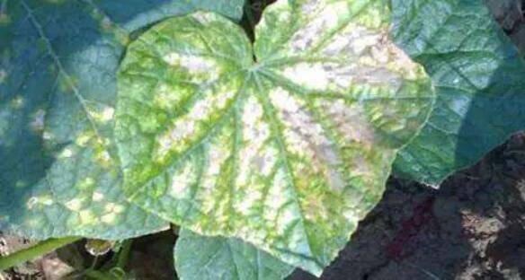 黄瓜缺镁素的症状,黄瓜缺镁素的防治方法_蔬菜种植