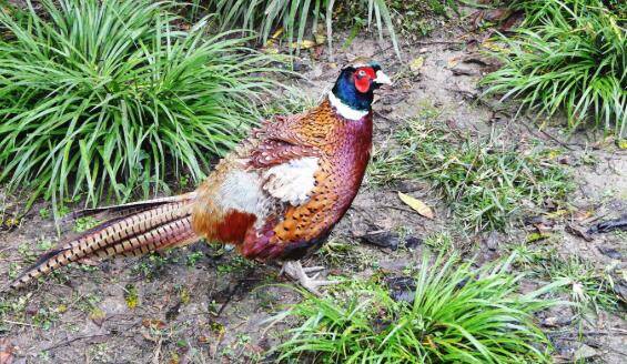 Ұ��һֻ�۸����Ǯ��Ұ����һֻ����Ǯ_ɽ����ֳ