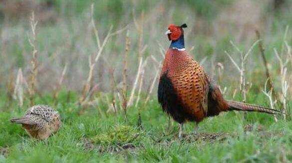 怎么降低野鸡育雏的死亡率,五大方法来帮忙_山鸡养殖