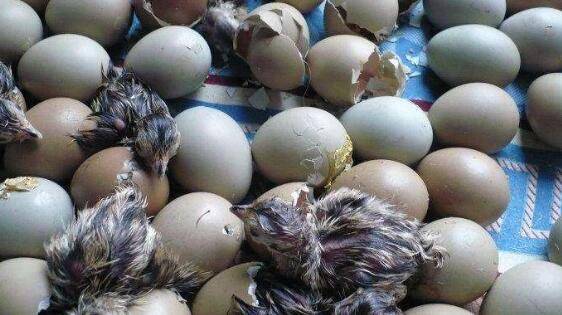 ɽ��������׼��������ɽ�������ڵ�����Ҫ��_ɽ����ֳ