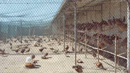 ��ɽ��ʱ������Ҫ�󣬴Ӽ���������ͨͨҪ����_ɽ����ֳ