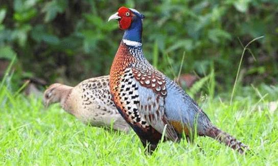 山鸡养殖环境的一些要求_山鸡养殖