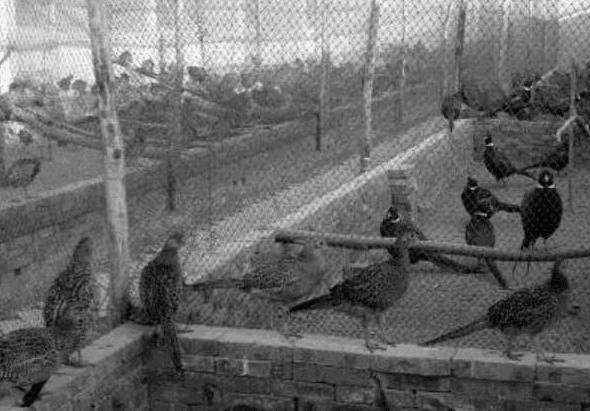 山鸡鸡舍的几种类型_山鸡养殖