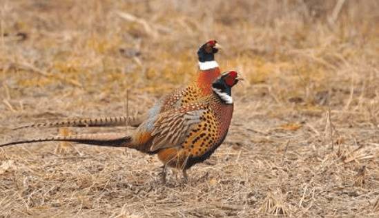 山鸡育成前期的饲料配方_山鸡养殖