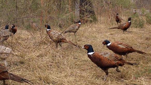 山鸡日粮的配合原则是什么_山鸡养殖