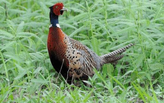 山鸡饲料的来源_山鸡养殖