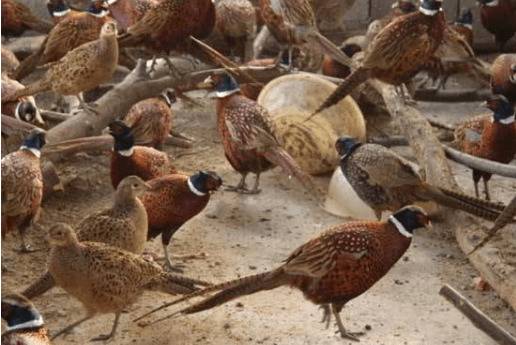 山鸡配合饲料的贮藏方法_山鸡养殖
