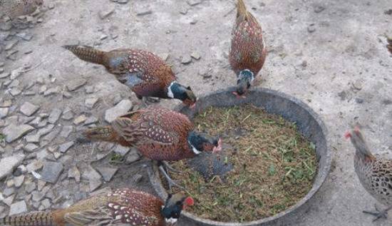 山鸡日常饲料的贮藏方法_山鸡养殖