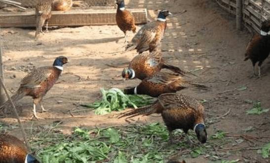 就靠这几招,提高七彩山鸡产蛋率效果好_山鸡养殖