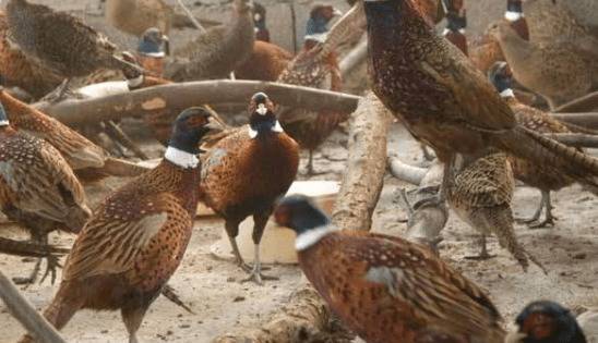 成年山鸡的运输准备工作,成年山鸡运输注意事项_山鸡养殖