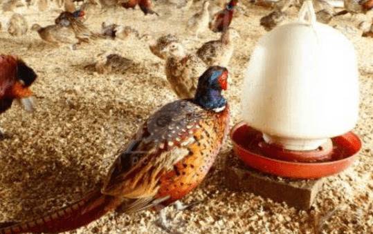 成年山鸡怎么选择,成年种山鸡的优劣判断标准_山鸡养殖