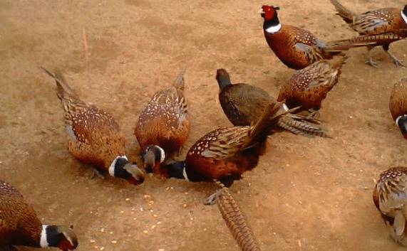 山鸡的最佳配种合群时间_山鸡养殖