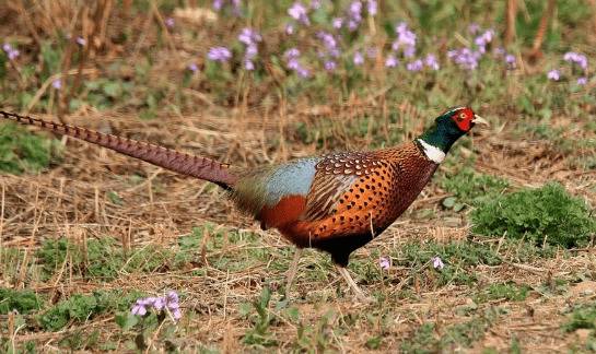 山鸡种蛋的消毒方法:福尔马林熏蒸消毒法_山鸡养殖