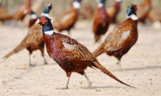 山鸡种蛋的六种消毒方法_山鸡养殖