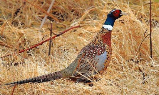 山鸡种蛋的孵化之电褥子孵化法_山鸡养殖