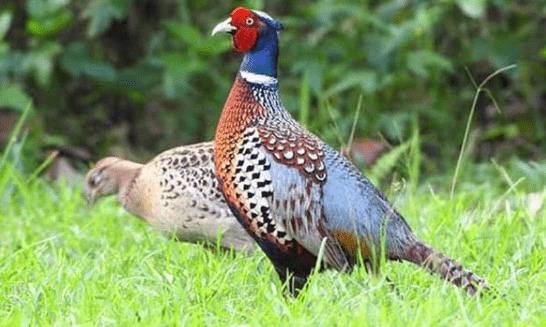 十分钟掌握山鸡苗养殖技巧,山鸡苗怎么养不会死_山鸡养殖