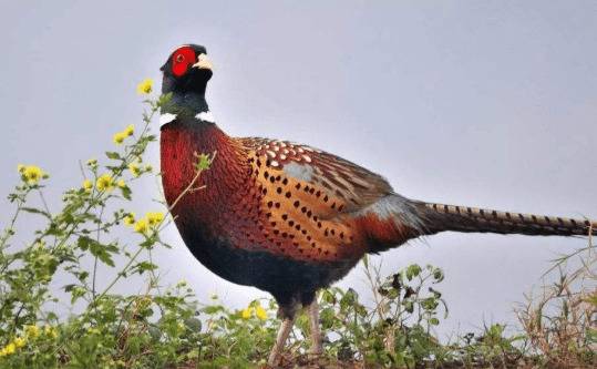 山鸡雏鸡的饲养密度问题_山鸡养殖