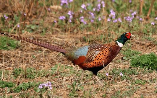山鸡育雏时的湿度条件_山鸡养殖