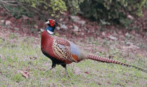山鸡养殖的五项工作,养山鸡做到这五点,收益有保障_山鸡养殖