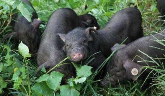 从江香猪的体形外貌,从江香猪的生活习性_香猪养殖