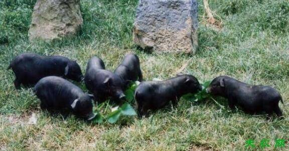 珠江香猪的产地分布_香猪养殖