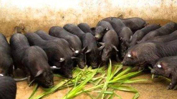 香猪品种之珠江香猪,体轻肉美的优质地方香猪_香猪养殖