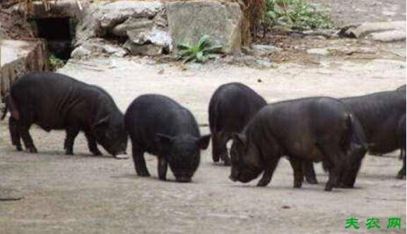 香猪品种之珠江香猪,体轻肉美的优质地方香猪_香猪养殖