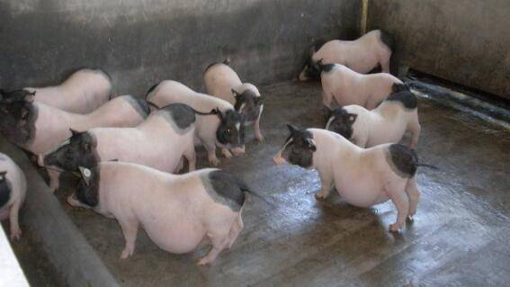 巴马香猪与七里香猪及十里香猪什么关系_香猪养殖