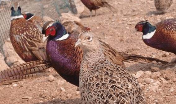 山鸡的养殖利润怎么样_山鸡养殖