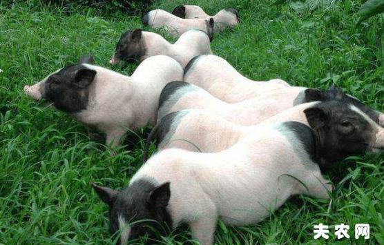 养殖巴马香猪的几点经验,老养殖户的香猪养殖经验_香猪养殖