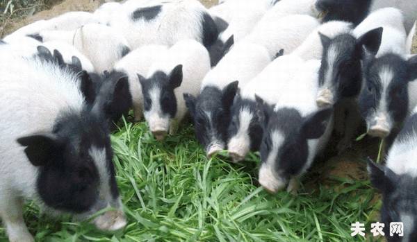 养殖巴马香猪的几点经验,老养殖户的香猪养殖经验_香猪养殖