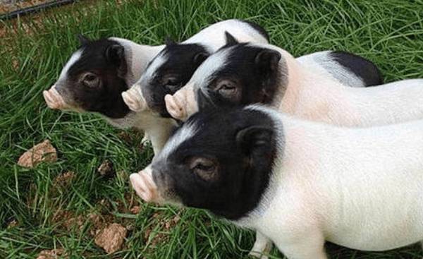 猪中名门:巴马香猪,宋朝时就已是皇室贡品_香猪养殖