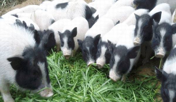 猪中名门:巴马香猪,宋朝时就已是皇室贡品_香猪养殖