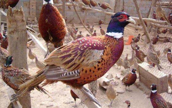 野山鸡以什么为食_山鸡养殖