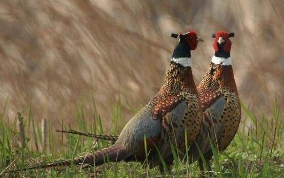 把好这四关,提高七彩山鸡育雏成活率_山鸡养殖