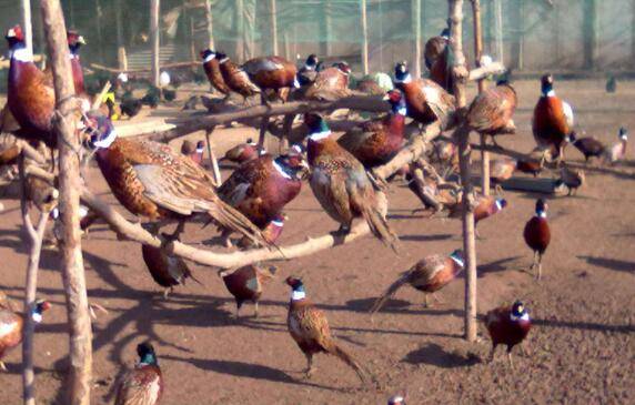 七彩山鸡的孵化条件与孵化过程详解_山鸡养殖