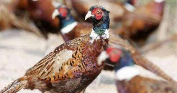 养野鸡很赚钱,养殖野鸡的成本与利润分析_山鸡养殖