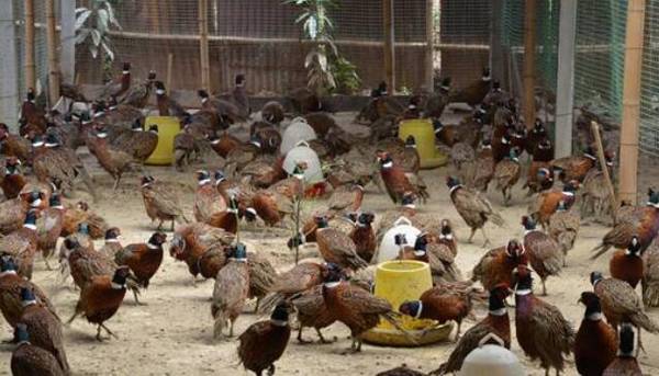 养野鸡要合法,养殖野鸡时,这些养殖手续一定要办_山鸡养殖