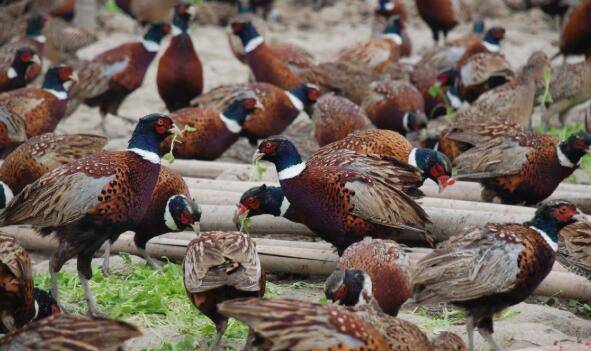 养殖山鸡的四个问题,防好疫病才能增效益_山鸡养殖