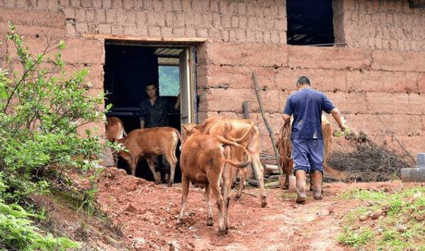 养牛要给牛买保险吗_养殖问答