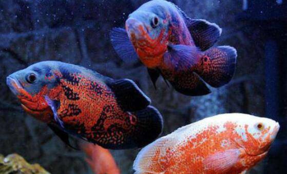 地图鱼吃什么食物_养殖问答