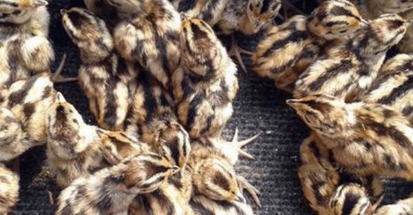 十分钟掌握山鸡苗养殖技巧,山鸡苗怎么养不会死_山鸡养殖