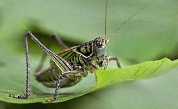 蝈蝈怎么养,养蝈蝈七大禁忌要避开_养殖问答