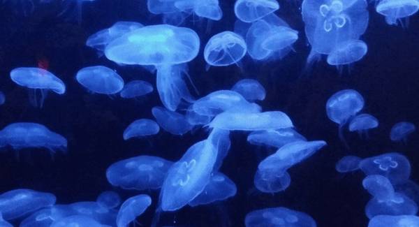 水母的种类有多少_养殖问答