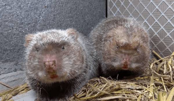 竹鼠怎么杀,捕杀竹鼠有几种方法_养殖问答