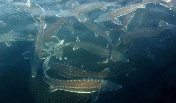 中华鲟是什么鱼类_养殖问答