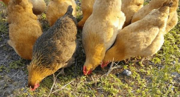 虫子鸡是什么鸡_养鸡