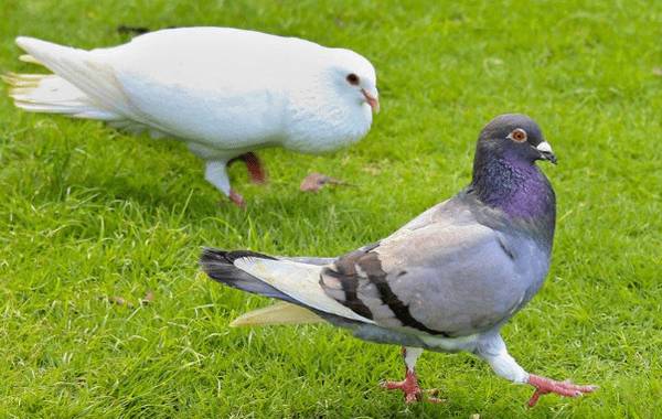 看鸽子年龄的多种方法_养殖问答